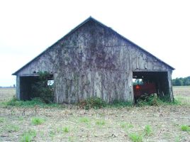 old barn in corn field,farm, illinois