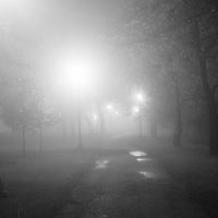 tree in the park at night in the fog