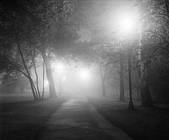 tree in park at night in the fog