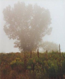 tree in fog